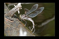 Aeshna crenata, thumbnail 3 / 20