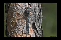 Aeshna crenata, thumbnail 4 / 20