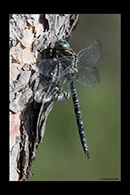 Aeshna crenata, thumbnail 5 / 20