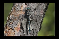 Aeshna crenata, thumbnail 6 / 20