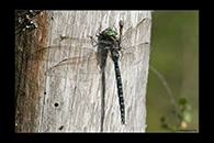 Aeshna crenata, thumbnail 7 / 20