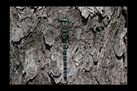 Aeshna crenata, thumbnail 8 / 20