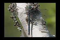 Aeshna crenata, thumbnail 9 / 20