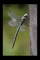 Aeshna crenata, thumbnail 10 / 20