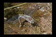 Aeshna crenata, thumbnail 12 / 20