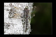 Aeshna crenata, thumbnail 14 / 20