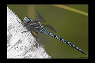 Aeshna crenata, thumbnail 15 / 20