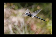 Aeshna crenata, thumbnail 16 / 20