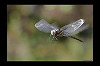 Aeshna crenata, thumbnail 17 / 20