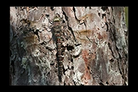 Aeshna crenata, thumbnail 18 / 20