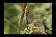 Aeshna cyanea, thumbnail 3 / 20