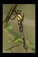 Aeshna cyanea, thumbnail 5 / 20