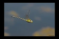 Aeshna cyanea, thumbnail 9 / 20