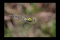 Aeshna cyanea, thumbnail 10 / 20