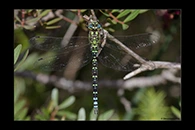Aeshna cyanea, thumbnail 11 / 20