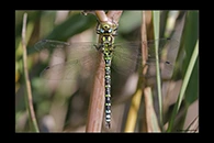 Aeshna cyanea, thumbnail 12 / 20