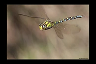 Aeshna cyanea, thumbnail 14 / 20
