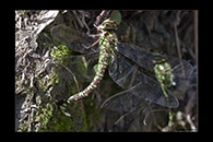 Aeshna cyanea, thumbnail 17 / 20