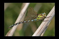 Aeshna cyanea, thumbnail 18 / 20