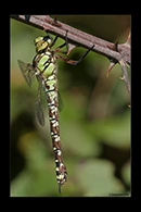 Aeshna cyanea, thumbnail 19 / 20