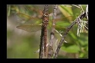 Aeshna grandis, thumbnail 1 / 20