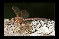 Aeshna grandis, thumbnail 2 / 20