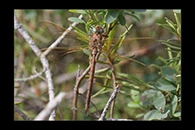 Aeshna grandis, thumbnail 3 / 20