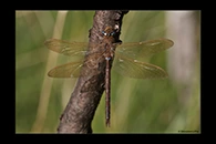 Aeshna grandis, thumbnail 8 / 20