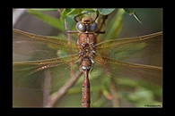 Aeshna grandis, thumbnail 9 / 20
