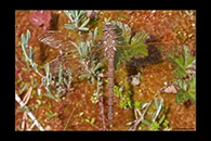 Aeshna grandis, thumbnail 11 / 20