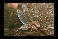 Aeshna grandis, thumbnail 18 / 20