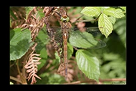 Aeshna isoceles, thumbnail 1 / 20