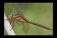 Aeshna isoceles, thumbnail 17 / 20