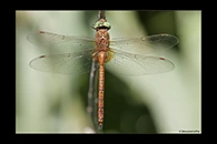 Aeshna isoceles, thumbnail 19 / 20