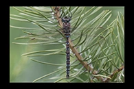 Aeshna juncea, thumbnail 1 / 20