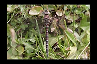 Aeshna juncea, thumbnail 2 / 20