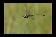 Aeshna juncea, thumbnail 3 / 20