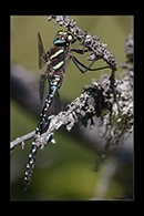 Aeshna juncea, thumbnail 4 / 20