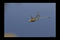 Aeshna juncea, thumbnail 5 / 20