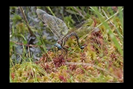 Aeshna juncea, thumbnail 6 / 20