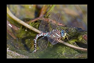 Aeshna juncea, thumbnail 7 / 20