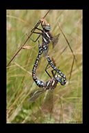 Aeshna juncea, thumbnail 8 / 20