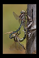 Aeshna juncea, thumbnail 9 / 20