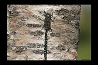 Aeshna juncea, thumbnail 10 / 20
