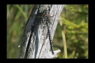 Aeshna juncea, thumbnail 11 / 20