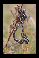 Aeshna juncea, thumbnail 12 / 20
