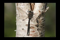 Aeshna juncea, thumbnail 13 / 20