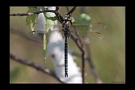 Aeshna juncea, thumbnail 14 / 20