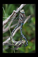 Aeshna juncea, thumbnail 15 / 20