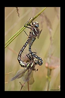 Aeshna juncea, thumbnail 16 / 20